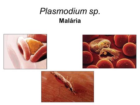 Plasmodium sp. Malária.