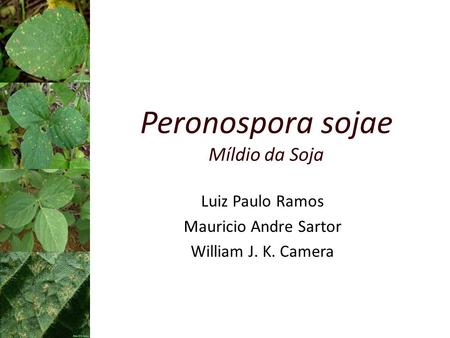 Peronospora sojae Míldio da Soja