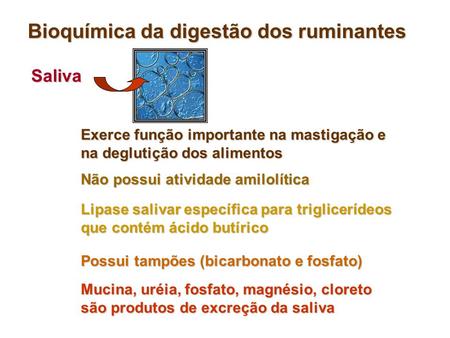 Bioquímica da digestão dos ruminantes