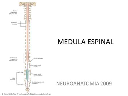MEDULA ESPINAL NEUROANATOMIA 2009.