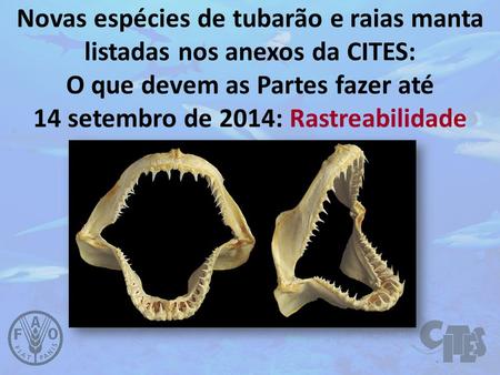 Novas espécies de tubarão e raias manta listadas nos anexos da CITES: O que devem as Partes fazer até 14 setembro de 2014: Rastreabilidade.