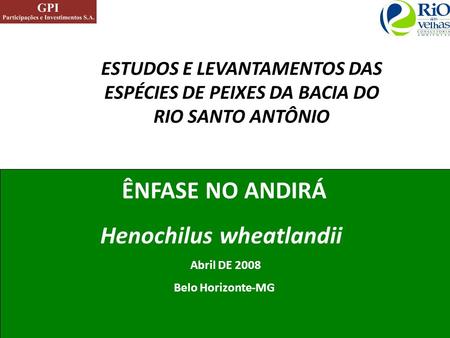 ÊNFASE NO ANDIRÁ Henochilus wheatlandii