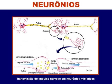 Transmissão do impulso nervoso em neurônios mielínicos