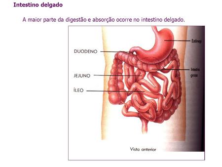 Intestino delgado A maior parte da digestão e absorção ocorre no intestino delgado.