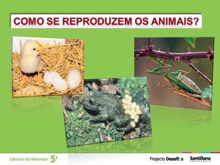 Como se reproduzem os animais?