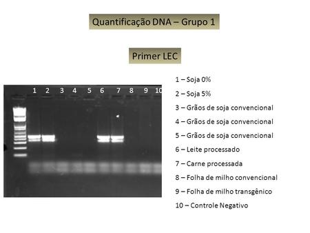 Quantificação DNA – Grupo 1 1 – Soja 0% 2 – Soja 5% 3 – Grãos de soja convencional 4 – Grãos de soja convencional 5 – Grãos de soja convencional 6 – Leite.