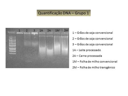 Quantificação DNA – Grupo 1