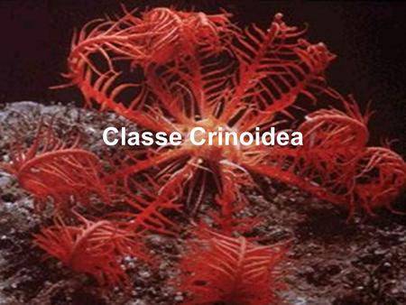 Classe Crinoidea.