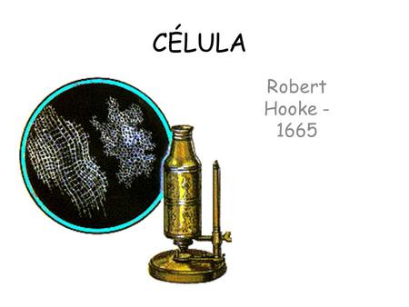 CÉLULA Robert Hooke - 1665.