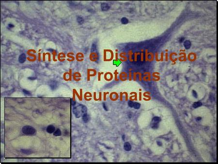 Síntese e Distribuição de Proteínas Neuronais
