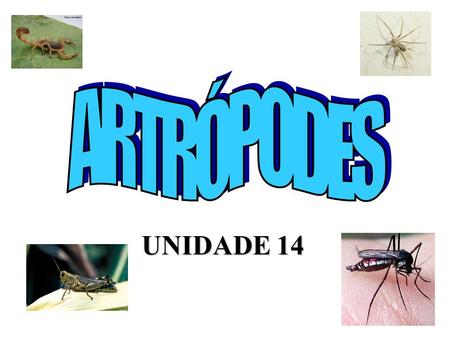 ARTRÓPODES UNIDADE 14.