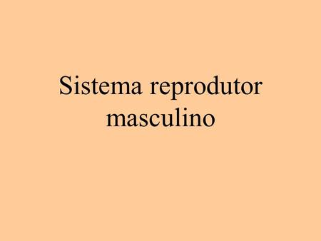 Sistema reprodutor masculino