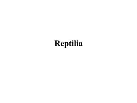 Reptilia.