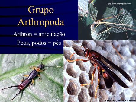 Grupo Arthropoda Arthron = articulação Pous, podos = pés.