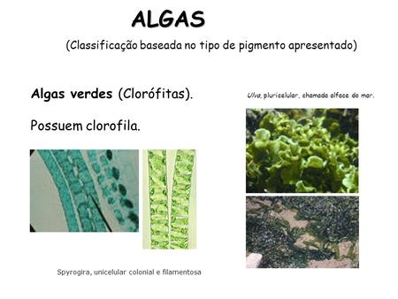 ALGAS Algas verdes (Clorófitas). Possuem clorofila.