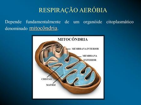 RESPIRAÇÃO AERÓBIA Depende fundamentalmente de um organóide citoplasmático denominado mitocôndria. MITOCÔNDRIA MEMBRANA INTERIOR MEMBRANA EXTERIOR CRISTAS.