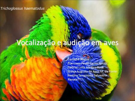 Vocalização e audição em aves
