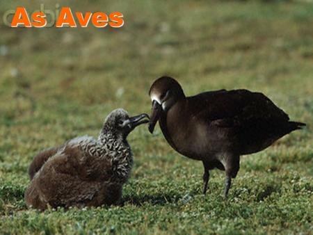 As Aves.