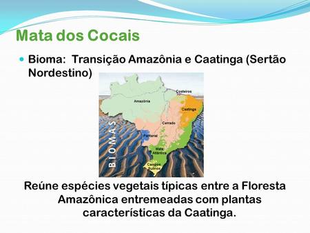 Mata dos Cocais Bioma: Transição Amazônia e Caatinga (Sertão Nordestino) Reúne espécies vegetais típicas entre a Floresta Amazônica entremeadas com plantas.