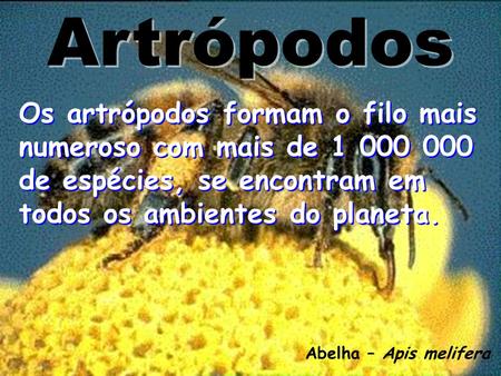 Artrópodos Os artrópodos formam o filo mais numeroso com mais de 1 000 000 de espécies, se encontram em todos os ambientes do planeta. Abelha – Apis melifera.