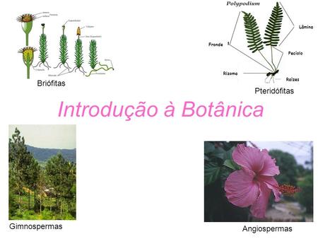 Introdução à Botânica Briófitas Pteridófitas Gimnospermas Angiospermas