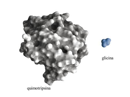 Quimotripsina glicina. Quimotripsina -cataliza hidrólise de ligações peptídicas.