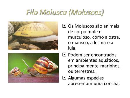 Filo Molusca (Moluscos)