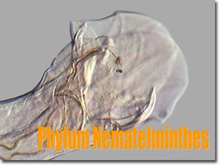 Phylum Nematelminthes