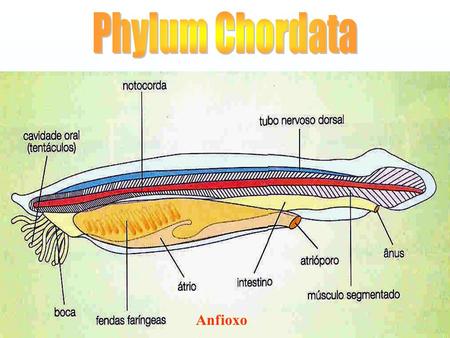 Phylum Chordata Anfioxo.