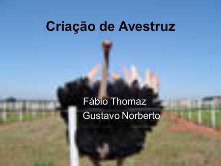 Fábio Thomaz Gustavo Norberto