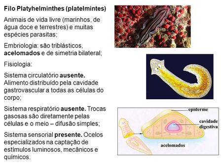 Filo Platyhelminthes (platelmintes)
