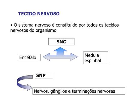 TECIDO NERVOSO O sistema nervoso é constituído por todos os tecidos nervosos do organismo. SNC Medula espinhal Encéfalo SNP Nervos, gânglios e terminações.