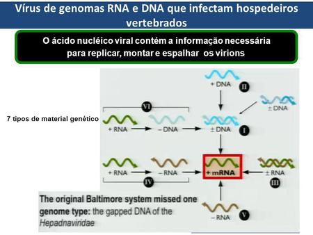 Vírus de genomas RNA e DNA que infectam hospedeiros vertebrados