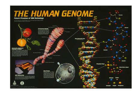 GENOMA HUMANO 15/02/ /02/2001 Projetos Genomas.