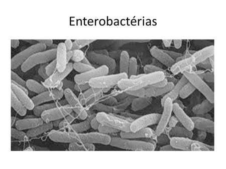 Enterobactérias.