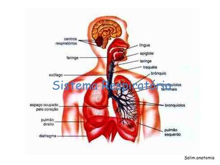Sistema Respiratório Salim.anatomia.