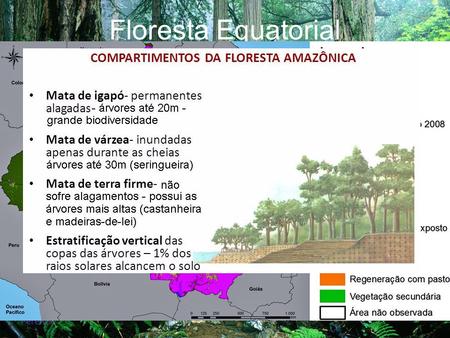 Floresta Equatorial Densa, fechada Árvores altas Latifoliada
