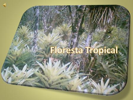 Floresta Tropical.
