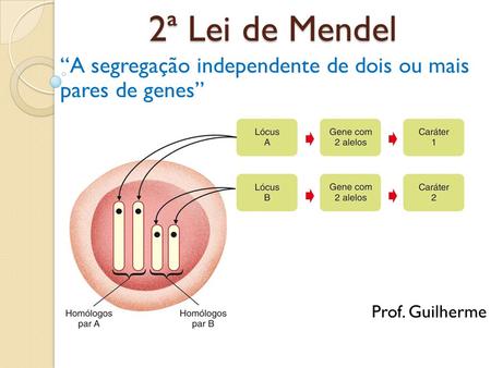2ª Lei de Mendel “A segregação independente de dois ou mais pares de genes” Prof. Guilherme.