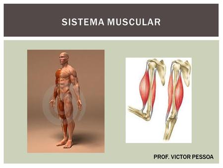 Sistema muscular PROF. VICTOR PESSOA.
