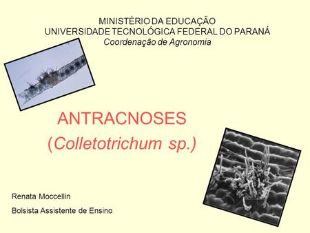 ANTRACNOSES (Colletotrichum sp.)