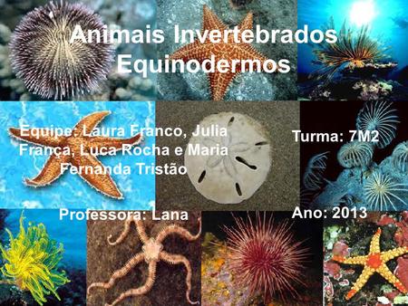 Animais Invertebrados Equinodermos