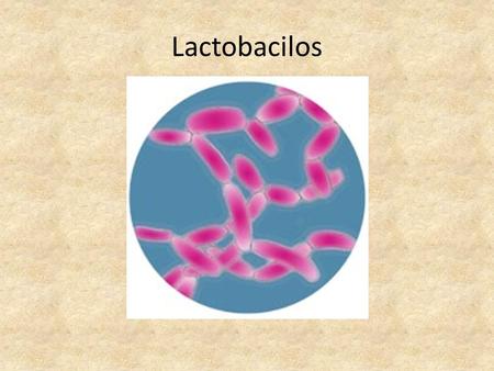 Lactobacilos.