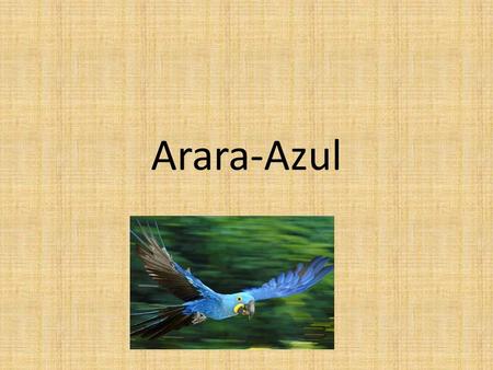 Arara-Azul.