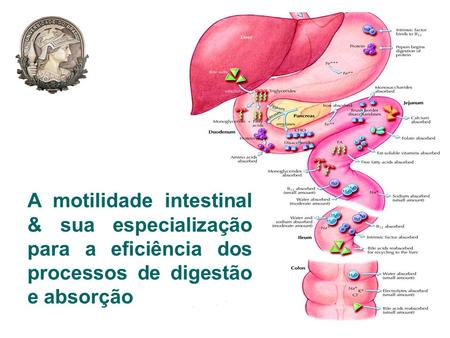 A passagem gastro-duodenal: o esfíncter pilórico