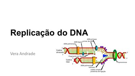 Replicação do DNA Vera Andrade.