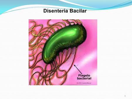 Disenteria Bacilar.