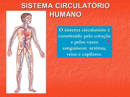 O sistema circulatório é constituído pelo coração e pelos vasos sanguíneos: artérias, veias e capilares.