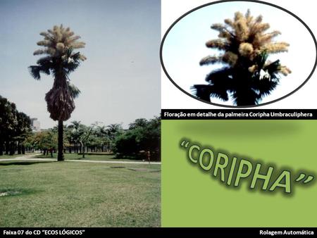 Floração em detalhe da palmeira Coripha Umbraculiphera Faixa 07 do CD “ECOS LÓGICOS”Rolagem Automática.