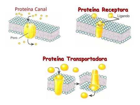 Proteína Canal Proteína Receptora Proteína Transportadora.